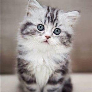 Meet your Posher, Neelam